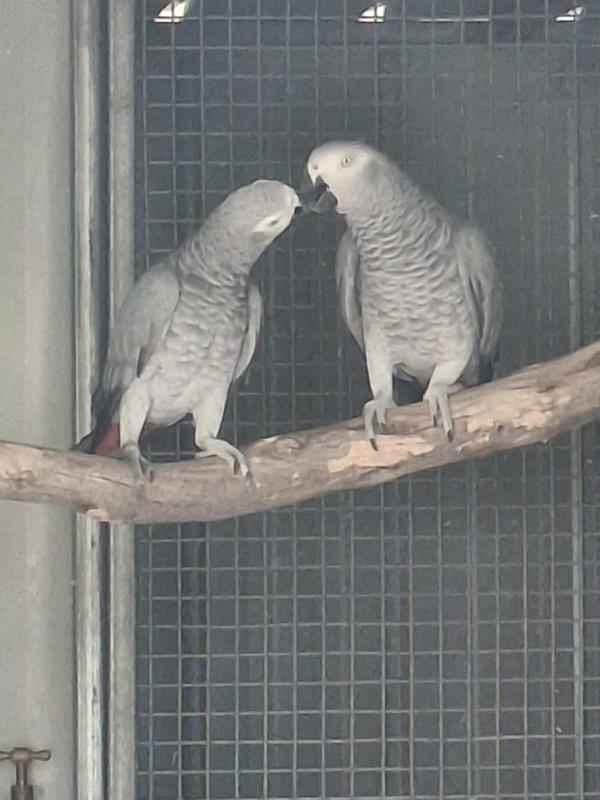 Unrelated pair AFRICAN GREYS