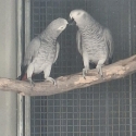 4yr + old pair AFRICAN GREYS
