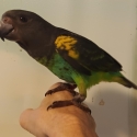 Myers parrot handraised male