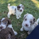Purebred Toy poodle puppies