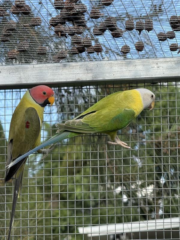 Plumhead Parrot Pairs