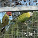 Plumhead Parrot Pairs