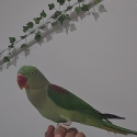 Parrot for sale