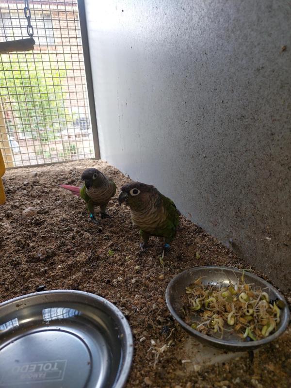 Green Cheek Conure