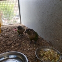 Green Cheek Conure