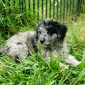 The Cutest and Smartest Puppies ever!