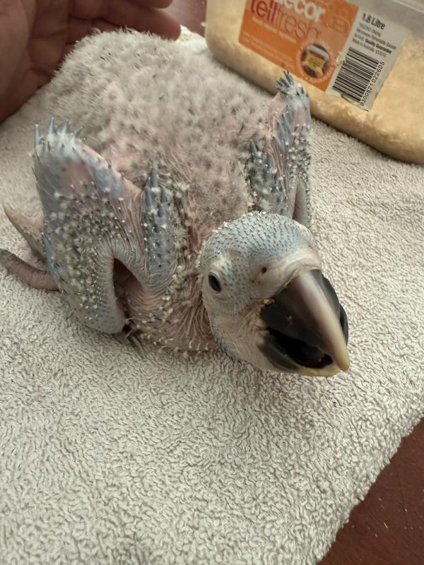 Blue and gold macaw chick
