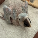 Blue and gold macaw chick