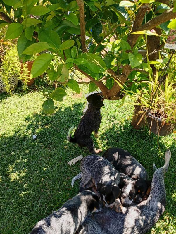 Australian Cattle Dog (Blue Heeler) Puppies