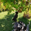 Australian Cattle Dog (Blue Heeler) Puppies