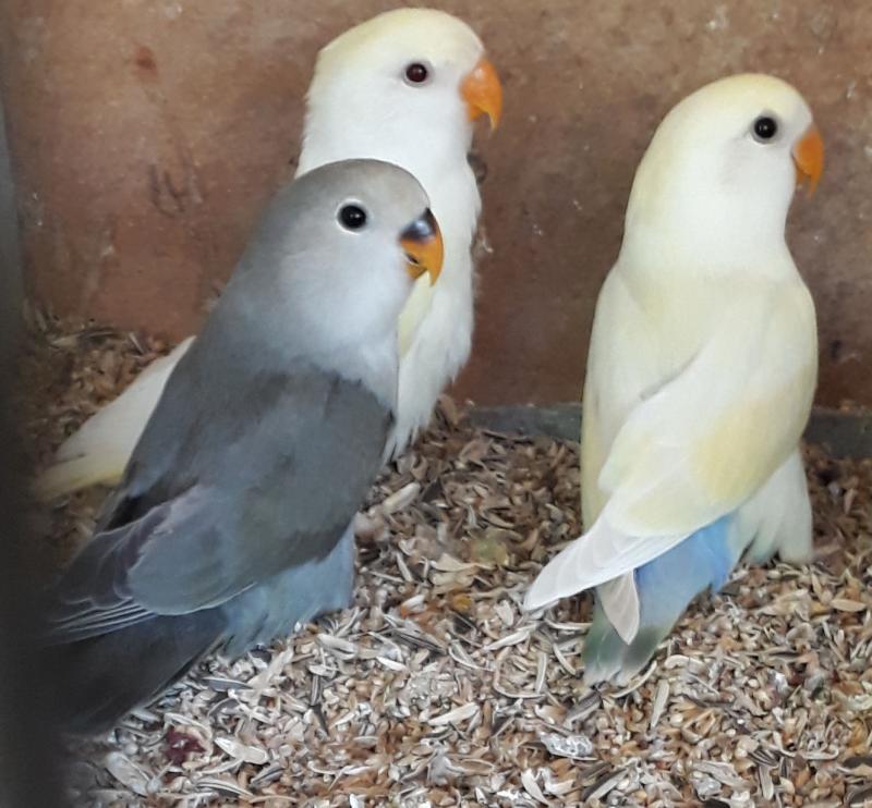 peach face and fischer love birds