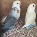 peach face and fischer love birds