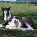 50 Gypsy Cob Gelding Weanling - By Design MidKnight