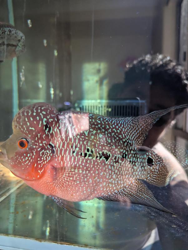 Flowerhorn (Male SRD)