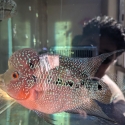 Flowerhorn (Male SRD)