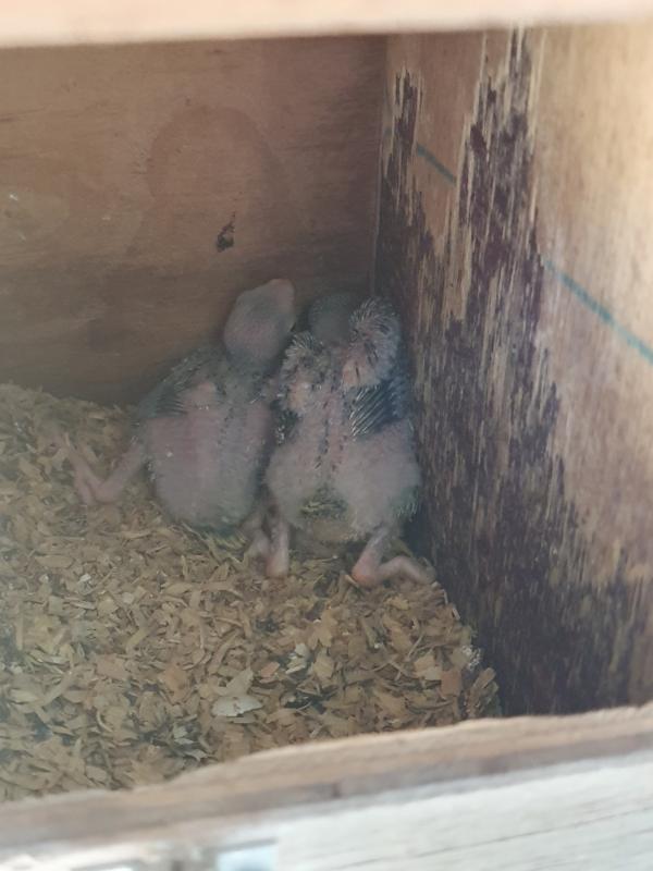PLUMHEAD PURE BABIES
