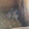 PLUMHEAD PURE BABIES