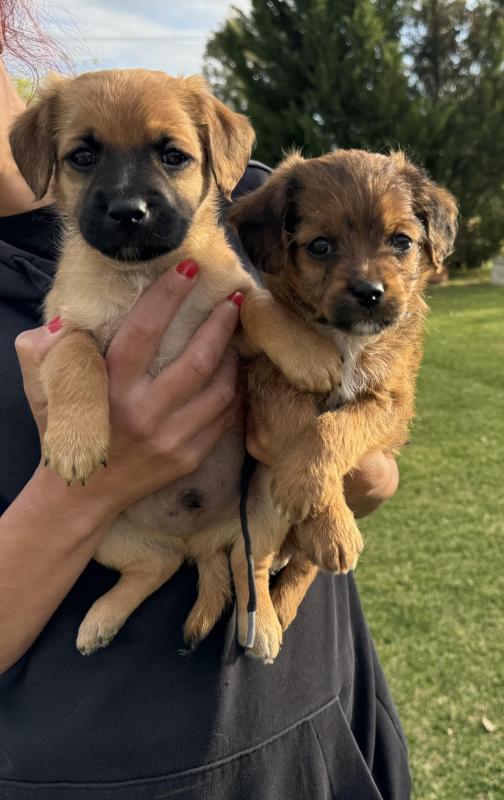 Stunning toy Cavoodle X Jack Russell