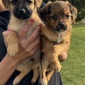 Stunning toy Cavoodle X Jack Russell