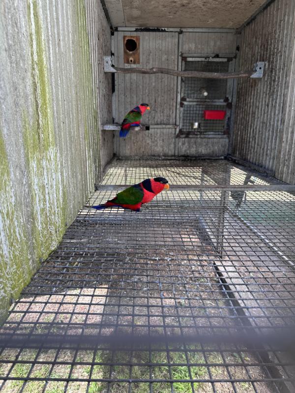 Black-capped lory
