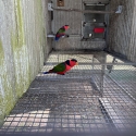 Black-capped lory