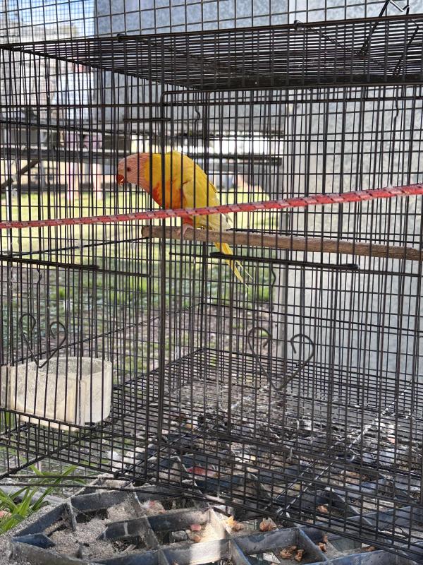 latino bird