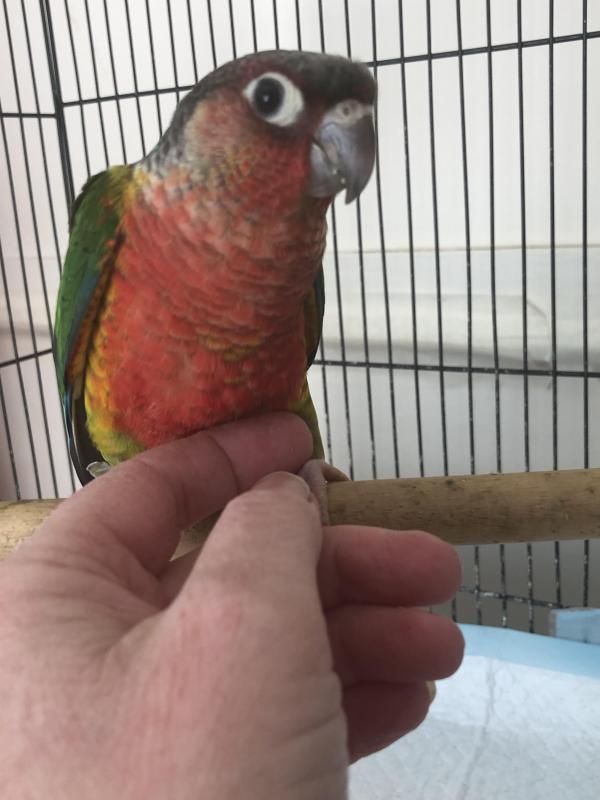 High Red Green Cheek Conure