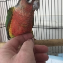 High Red Green Cheek Conure