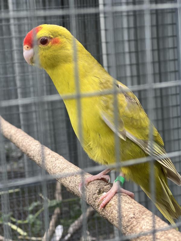 Kakariki mutations thanks for all the interest