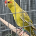 Kakariki mutations thanks for all the interest