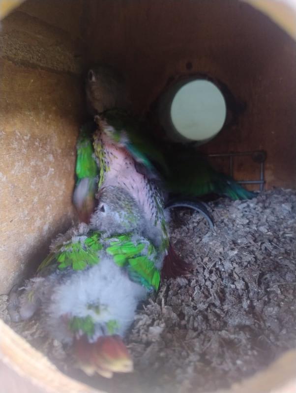 Baby green check conures for hand raising $ 45 dollars each