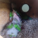 Baby green check conures for hand raising $ 45 dollars each