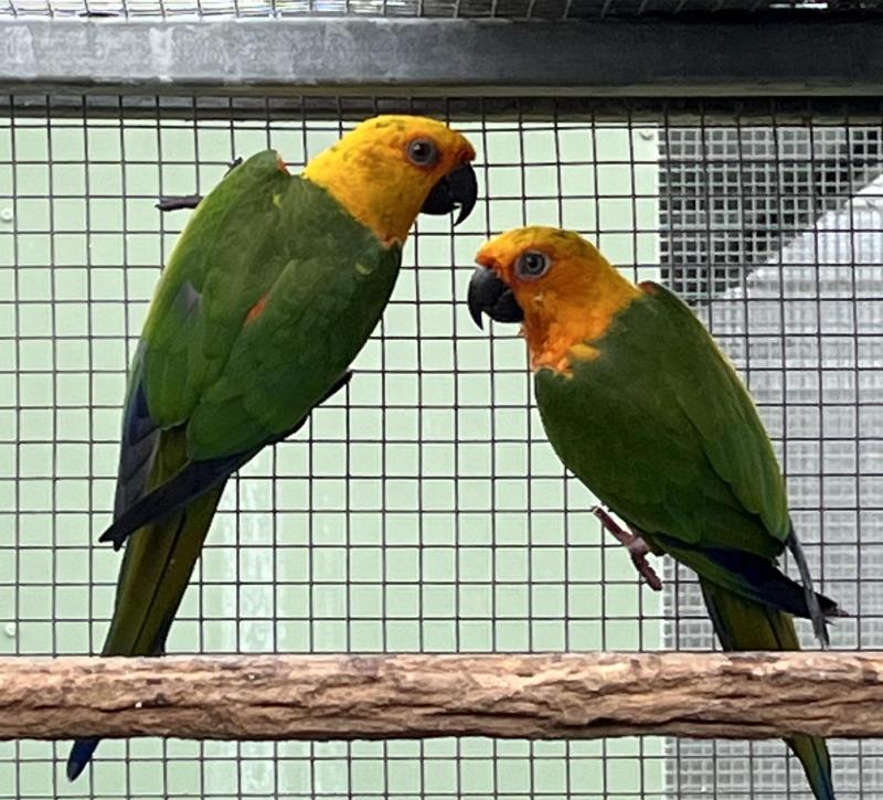 Jenday Conures
