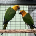 Jenday Conures