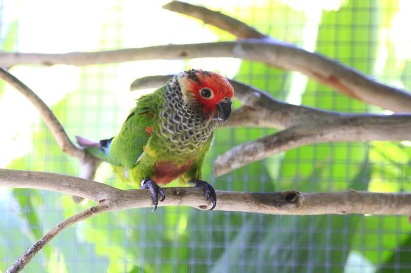 Roseifrons Conures