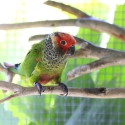 Roseifrons Conures