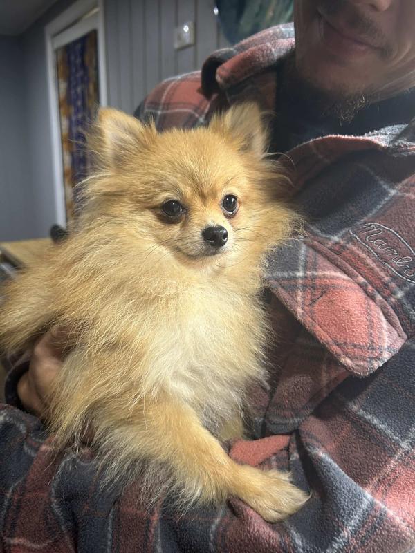 Tiny purebred Pomeranian girl 18mths