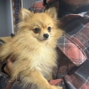 Tiny purebred Pomeranian girl 18mths