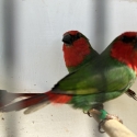 Trio Red Face Parrot Finches