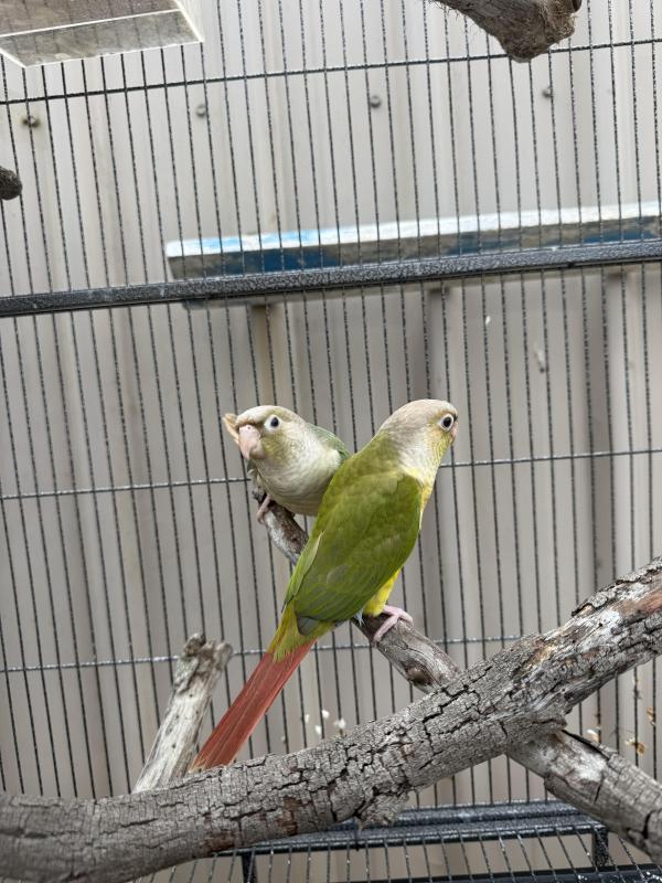 Young Conures, Aviary bred