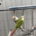 Young Conures, Aviary bred