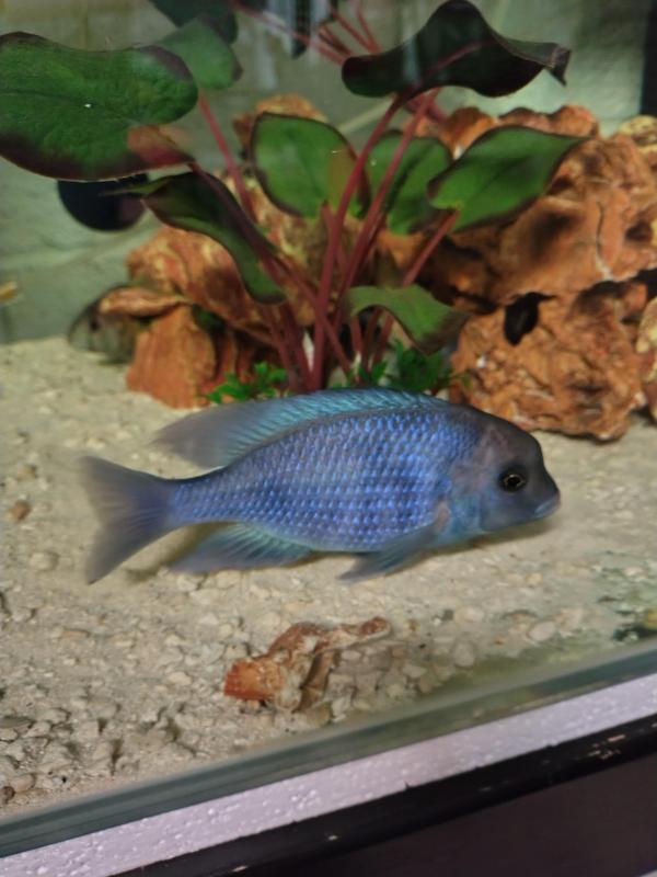 Breeding Trio Blue Dolphins