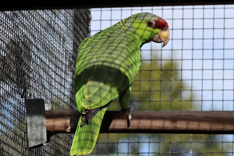 Lilac Crowned Amazon Pair