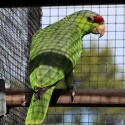 Lilac Crowned Amazon Pair