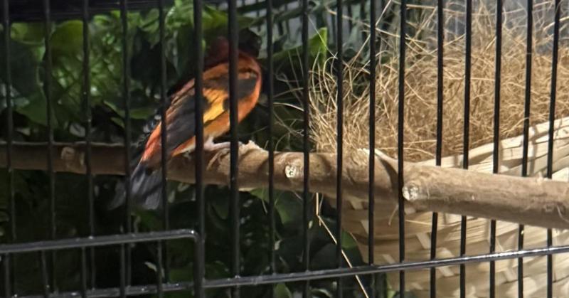 Parrots - rosella, kings, hooded, Bourkes , finches