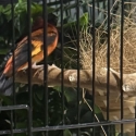 Parrots - rosella, kings, hooded, Bourkes , finches