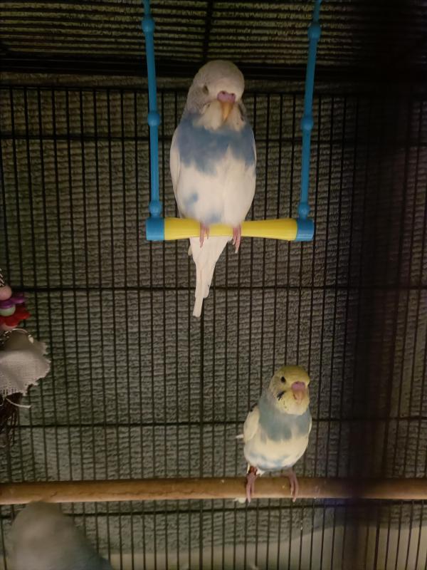 Hand Raised Baby Budgies