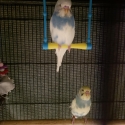 Hand Raised Baby Budgies