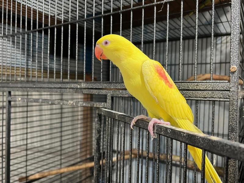 Alexandrines babys ecky babies hahns breeding pairs