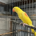 Alexandrines babys ecky babies hahns breeding pairs